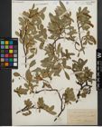 Foto von Salix kitaibeliana Willd.